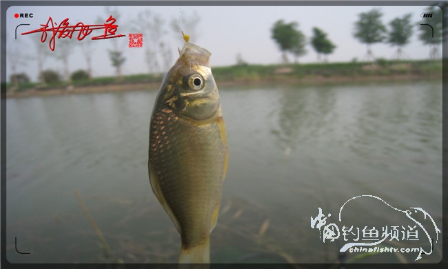 马踏湖国家湿地公园远足,马踏湖国家湿地公园游览路线