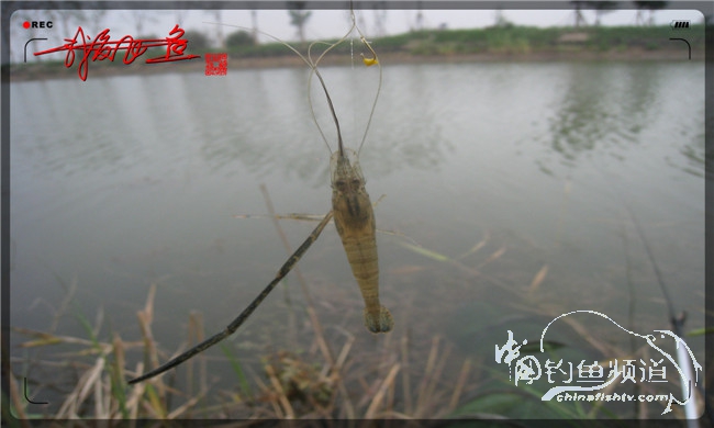 马踏湖国家湿地公园远足,马踏湖国家湿地公园游览路线