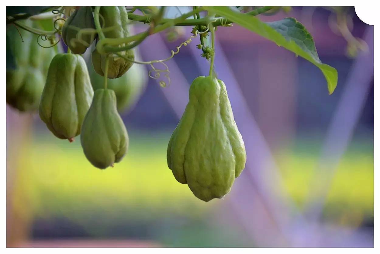 植物果实怎么分类,植物果实的分类