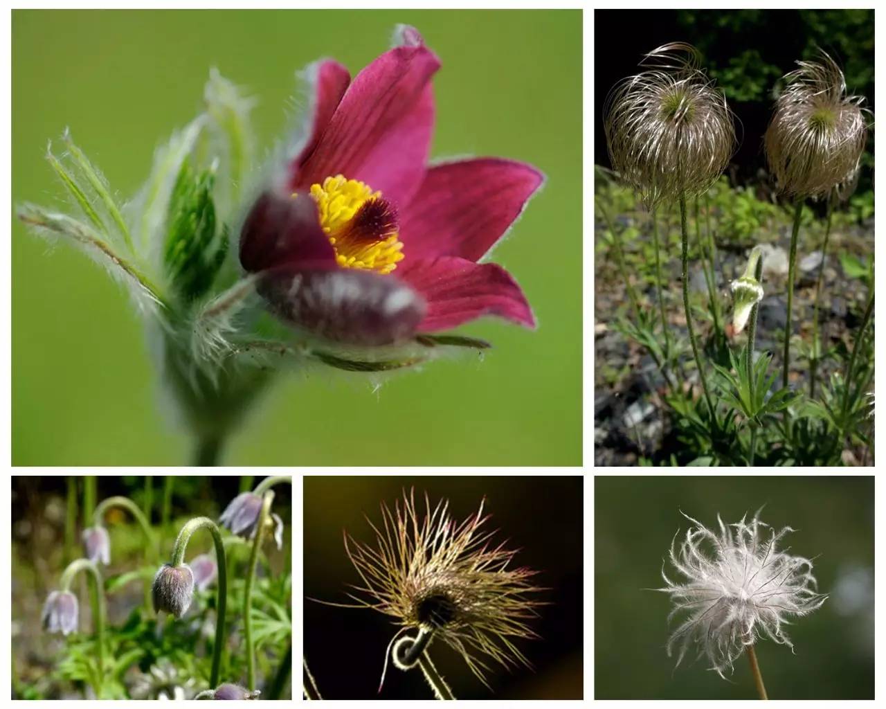 植物果实怎么分类,植物果实的分类
