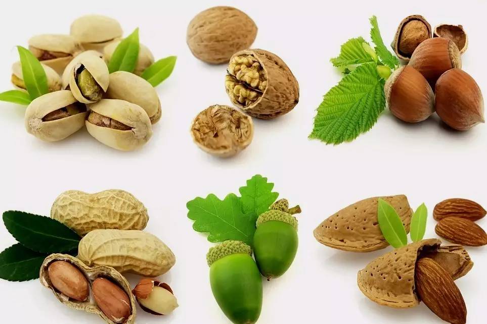 植物果实怎么分类,植物果实的分类