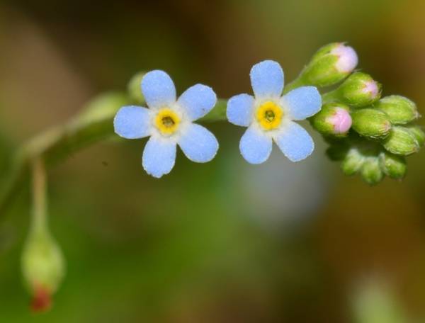 植物果实怎么分类,植物果实的分类