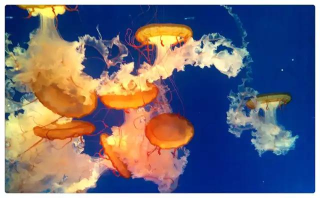 点赞他们的高光时刻,大家用手机拍出过什么好看的照片