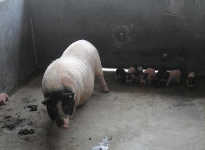 养猪的定位管理方法有哪些,养猪定位栏怎样做