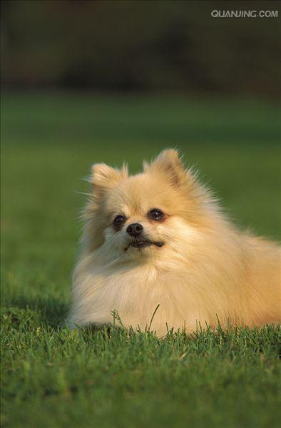 优秀的伴侣,博美犬的特点和习性