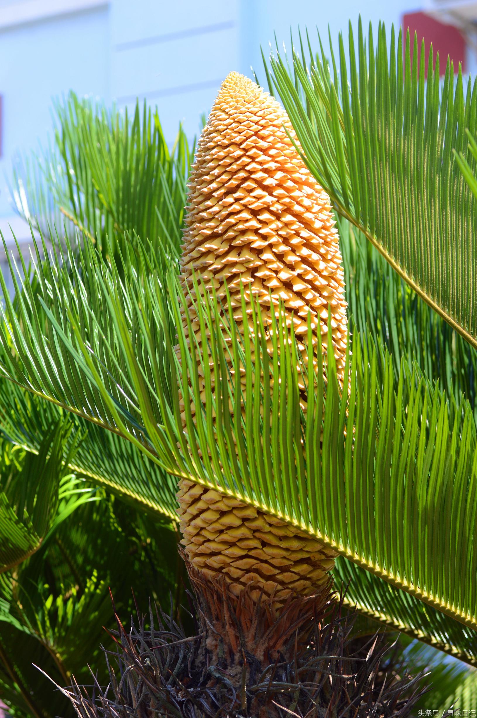 铁树开花主治功效,铁树开花的功效和用途