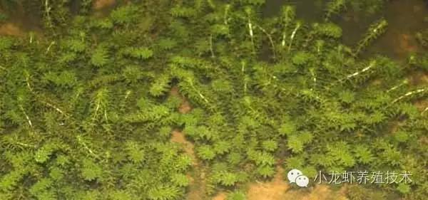伊乐藻草籽如何栽培,河蟹塘伊乐藻的栽培