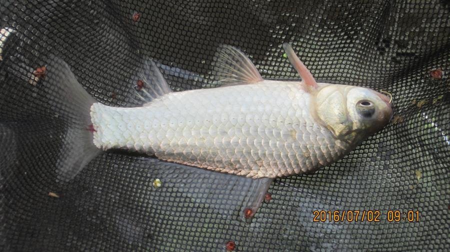 野河垂钓遇见桥洞,野河钓鱼惊喜