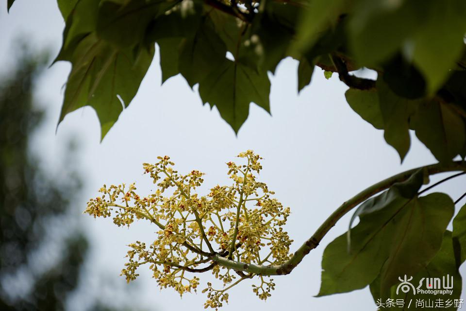 梧桐树真的能招来凤凰吗,梧桐树真的能引来凤凰吗