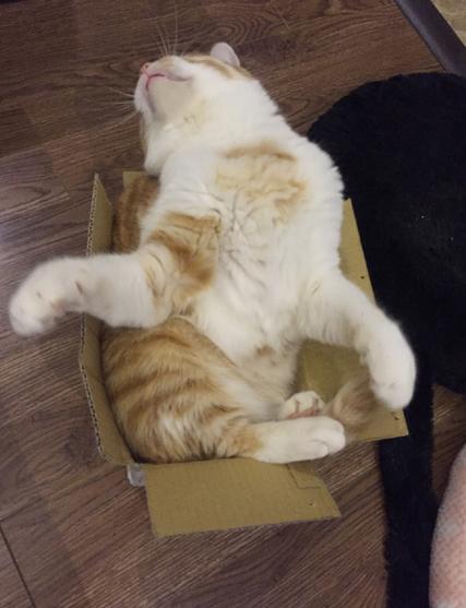 狗狗偷吃37包鸡爪,狗狗偷吃被发现瑟瑟发抖