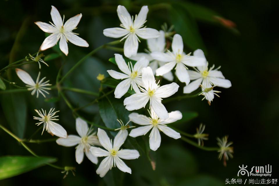 开满山野的它有“藤本花卉皇后”之称,可治虫蛇咬伤!