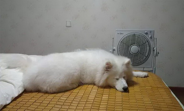 电风扇的正常摆放,电风扇正确的摆放位置