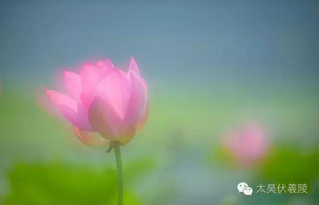 淮阳龙湖荷花视频,淮阳龙湖看荷花