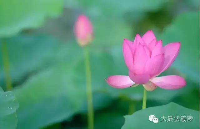 淮阳龙湖荷花视频,淮阳龙湖看荷花