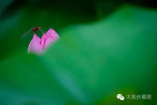 淮阳龙湖荷花视频,淮阳龙湖看荷花