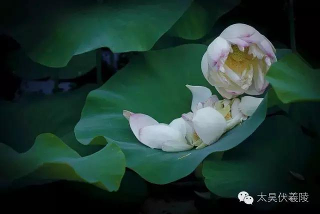 淮阳龙湖荷花视频,淮阳龙湖看荷花