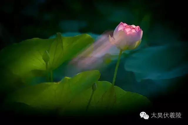 淮阳龙湖荷花视频,淮阳龙湖看荷花