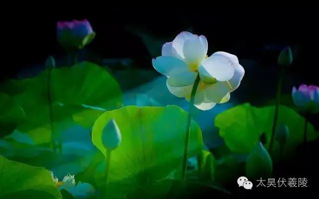 淮阳龙湖荷花视频,淮阳龙湖看荷花