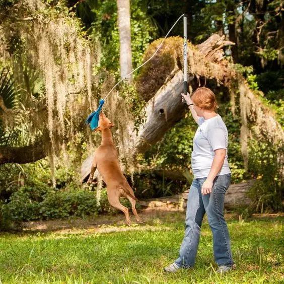 尊重狗,就让它像狗一样的生活!