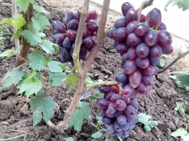 推荐几款好吃又好种的葡萄品种,葡萄里面哪个品种最甜最好吃