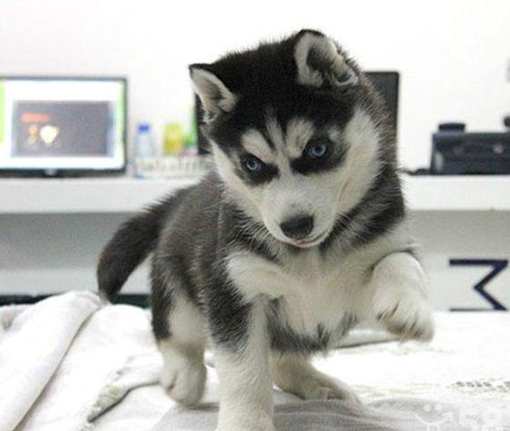 哈士奇吃东西怎么样,哈士奇吃食物时