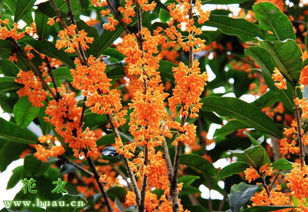 什么桂花品种最香,哪个桂花品种最香