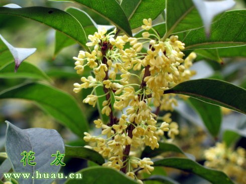 什么桂花品种最香,哪个桂花品种最香