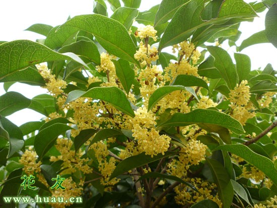 什么桂花品种最香,哪个桂花品种最香