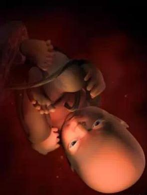 宝宝从1周到40周出生发育过程,怀孕第一周至40周胎儿发育情况