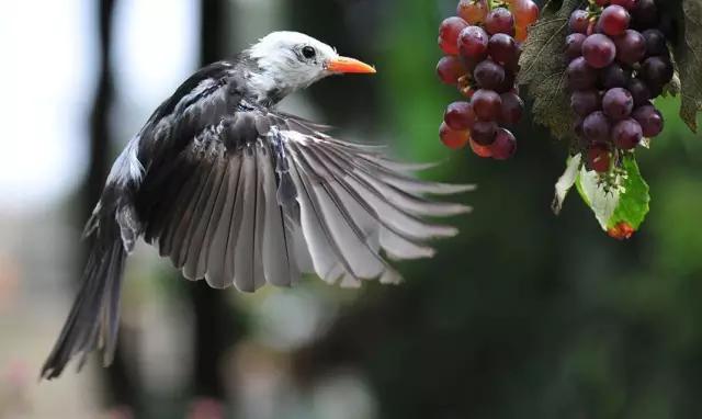 暑假去哪儿到白坭采摘夏日味道,暑假去哪玩新疆