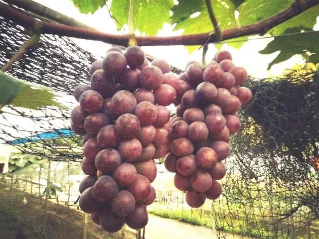 暑假去哪儿到白坭采摘夏日味道,暑假去哪玩新疆