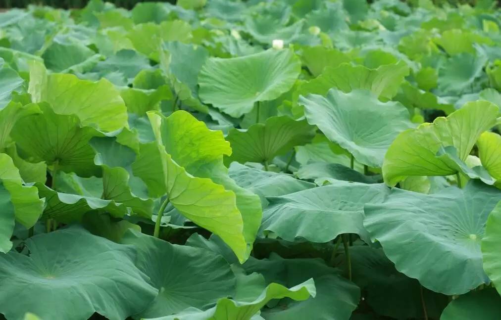 夏季感冒怎么办,预防夏季感冒