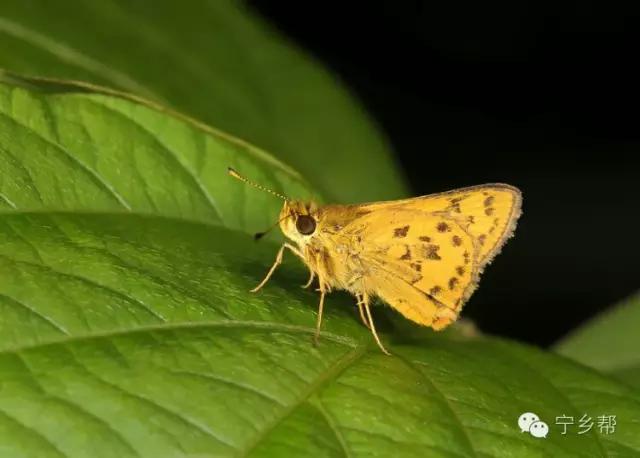 湖南乡村记实《童年杂记——虫伴》,值得一读!