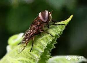 湖南乡村记实《童年杂记——虫伴》,值得一读!