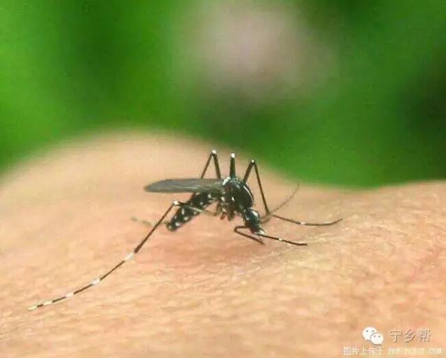 湖南乡村记实《童年杂记——虫伴》,值得一读!