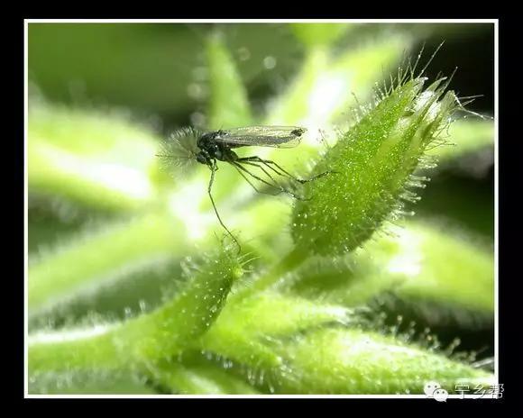 湖南乡村记实《童年杂记——虫伴》,值得一读!