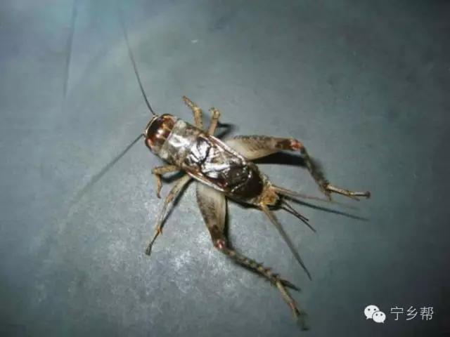 湖南乡村记实《童年杂记——虫伴》,值得一读!