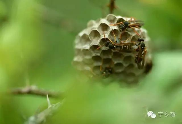 湖南乡村记实《童年杂记——虫伴》,值得一读!