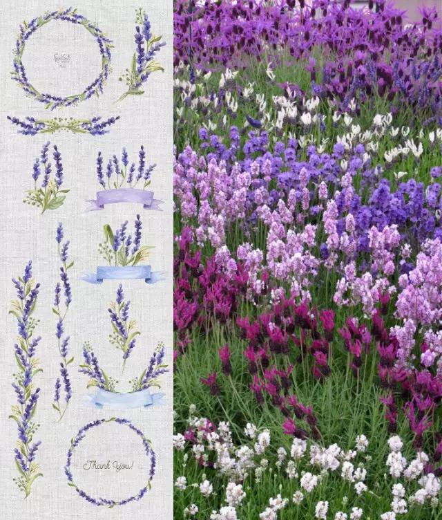 种一盆香水熏衣草，然后把它变成花糖和饼干！