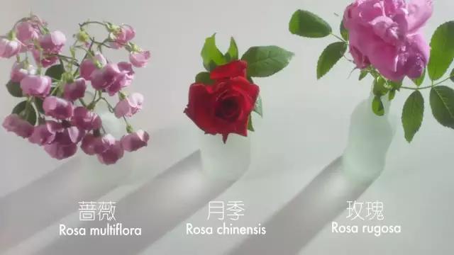 种一盆香水熏衣草，然后把它变成花糖和饼干！