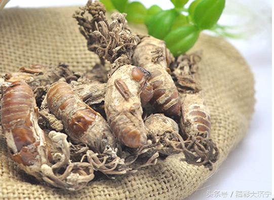 金蝉花和冬虫夏草哪个作用强,冬虫夏草和金蝉花有什么关系