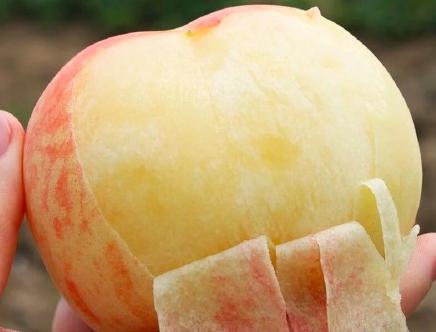 全民撕逼：脆桃好吃？软桃好吃？厦门人说……