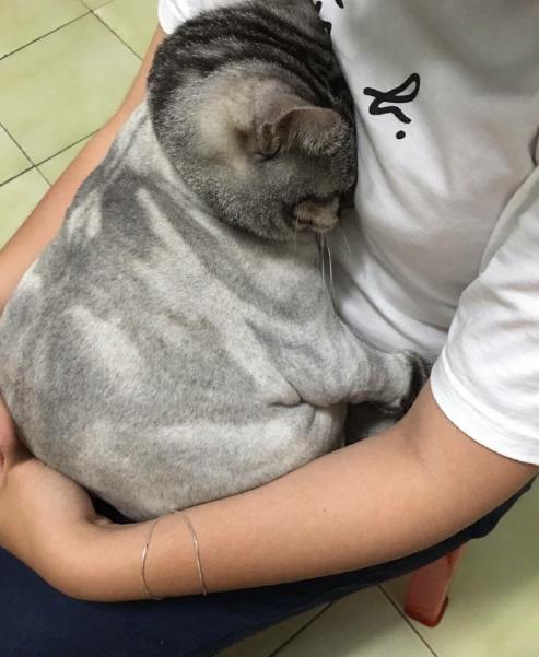 狗狗为什么如此热衷于拆家,拆家的狗狗该不该打