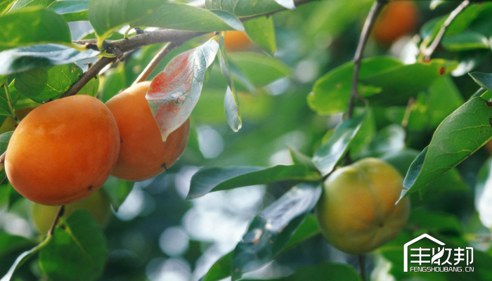 柿树虱子,柿虱子