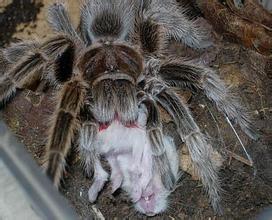 另类宠物推荐,智利火玫瑰狗狗