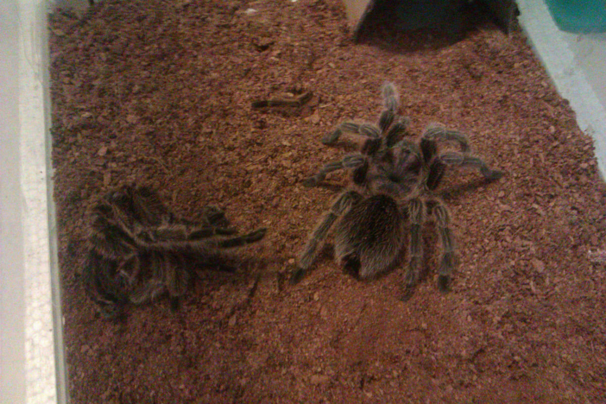 另类宠物推荐,智利火玫瑰狗狗