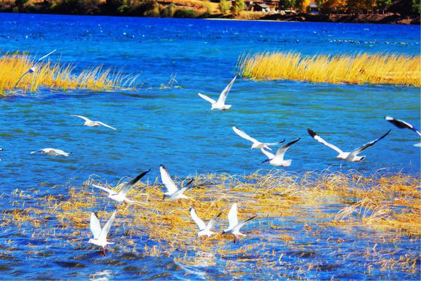 人生若只如初见在广州,人生若只如初见云南