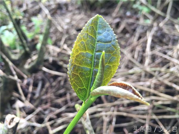 安溪铁观音深度解析,安溪铁观音到底好不好