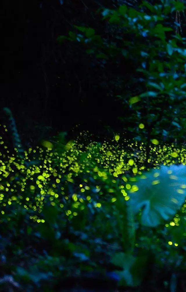 太原投资2000万风情文化节!引来50万只萤火虫!20万只蝴