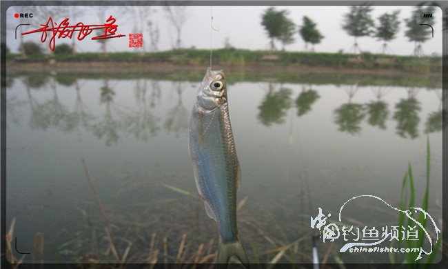 马踏湖国家湿地公园远足,马踏湖国家湿地公园游览路线